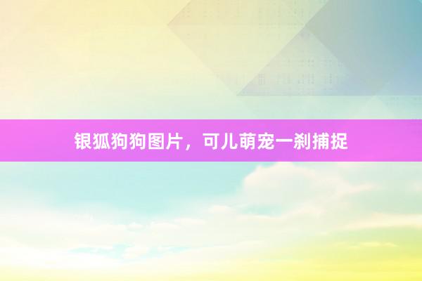银狐狗狗图片，可儿萌宠一刹捕捉